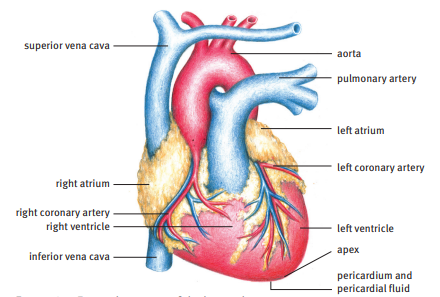 a. Circulatory System | TeachSA